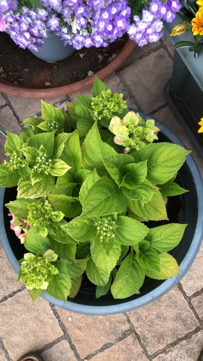 Gartenanlage Club Hotel Dolphin