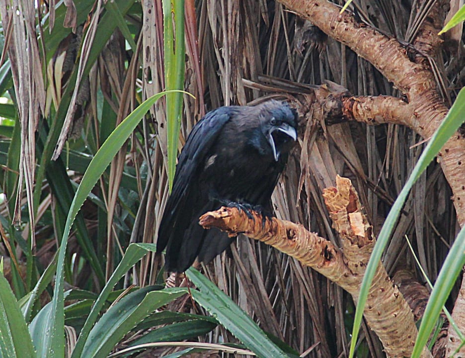 Glanzkrähe Adaaran Select Meedhupparu Island Resort - Premium All Inclusive