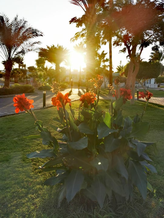 Gartenanlage Pharaoh Azur Resort