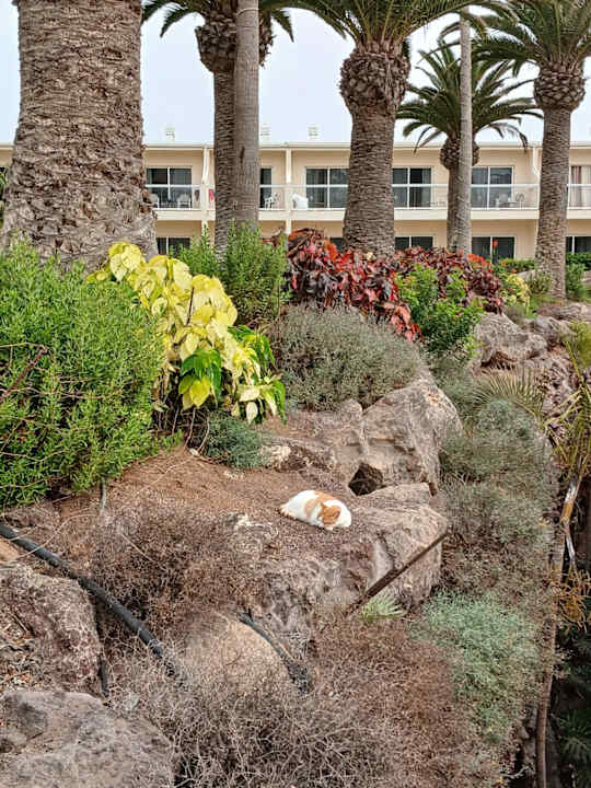 Gartenanlage Club Hotel Drago Park