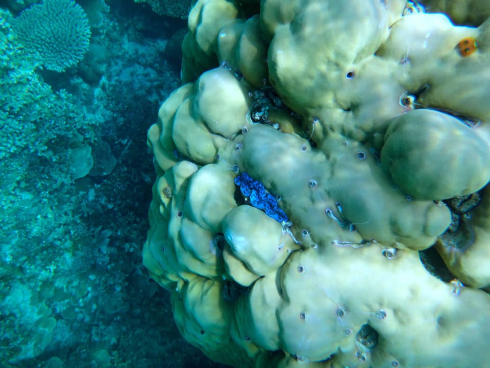 Unterwasserwelt Cinnamon Hakuraa Huraa Maldives