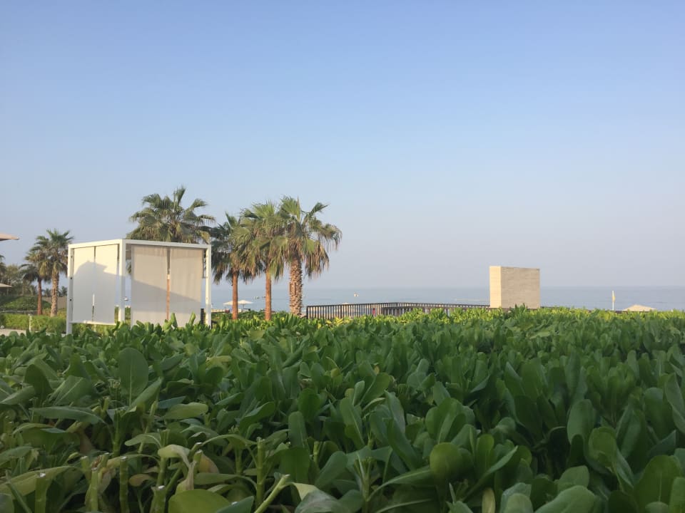 Gartenanlage InterContinental Fujairah Resort