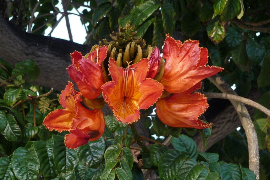 Schöne Blüten Hotel Cordial Mogán Playa