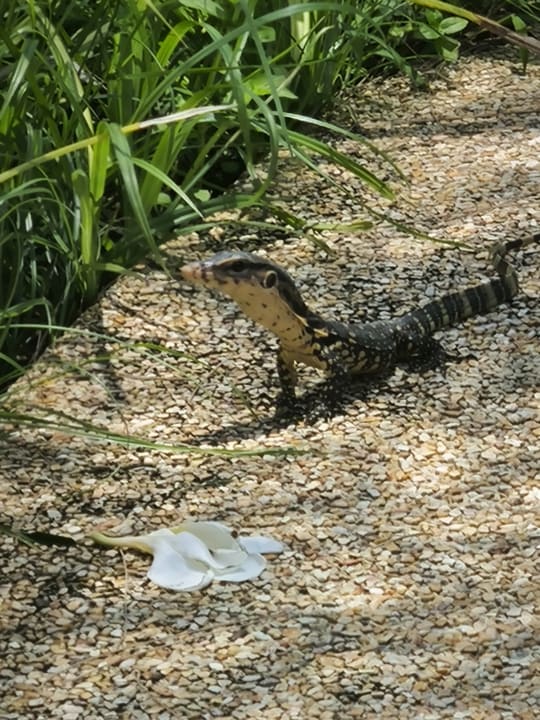 Gartenanlage Moracea by Khao Lak Resort