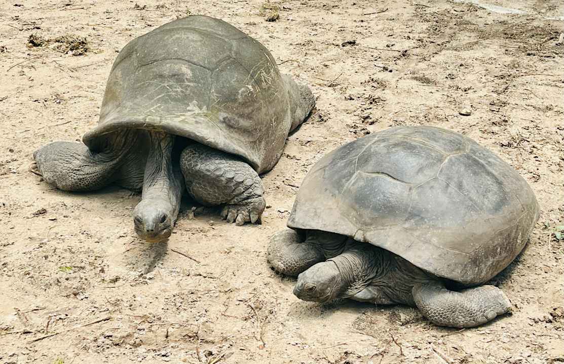 Gartenanlage Constance Ephelia