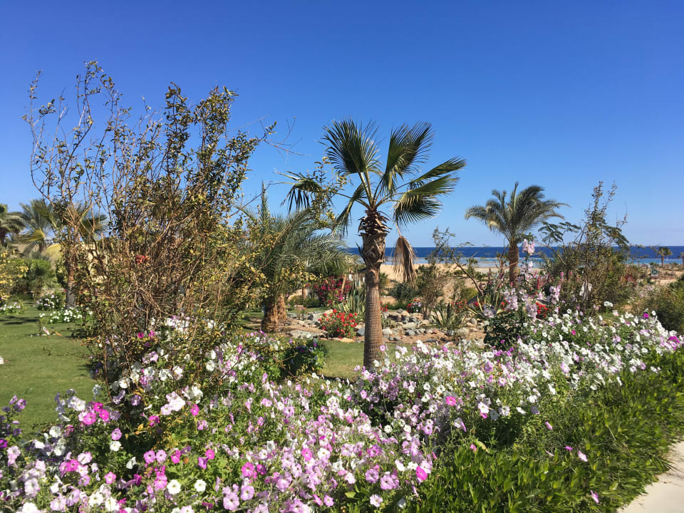 Gastro Three Corners Fayrouz Plaza Beach Resort