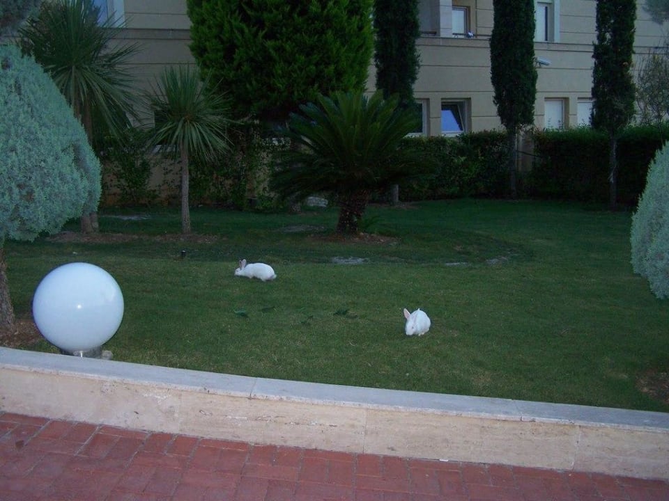 Białe króliczki Dobedan Exclusive Hotel And Spa