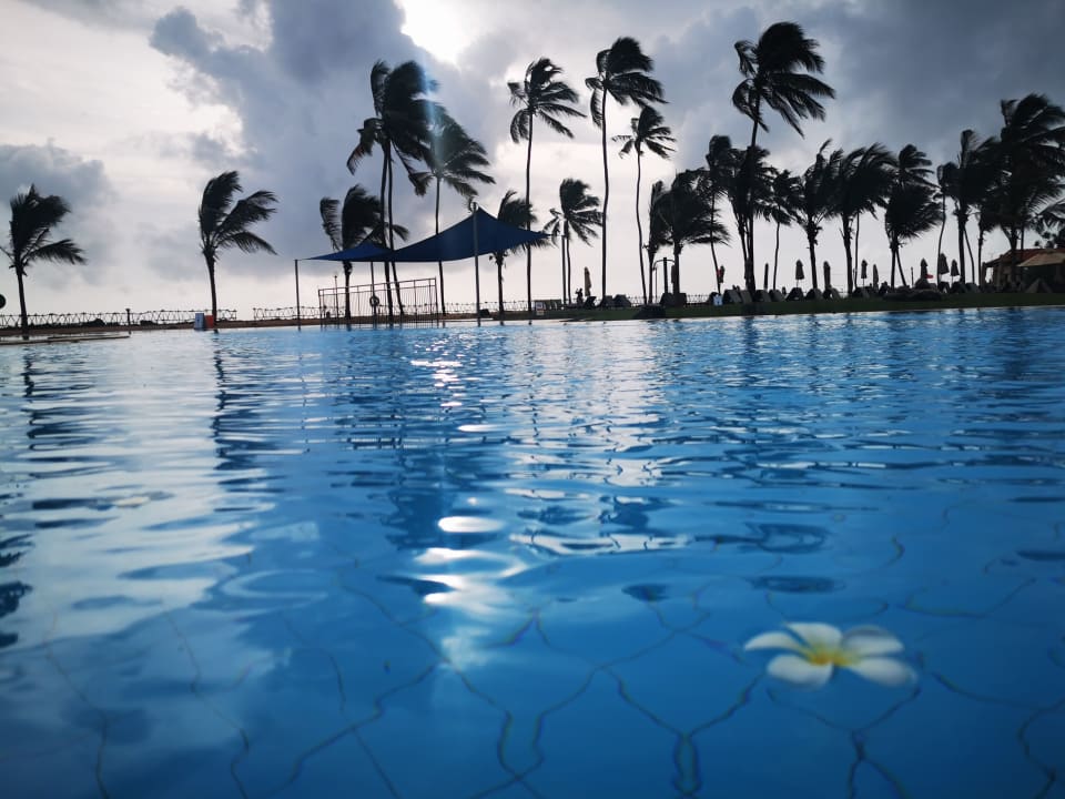 Pool Club Hotel Dolphin