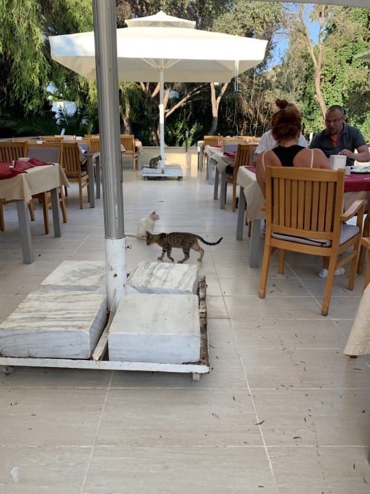 Gastro Latanya Park Resort