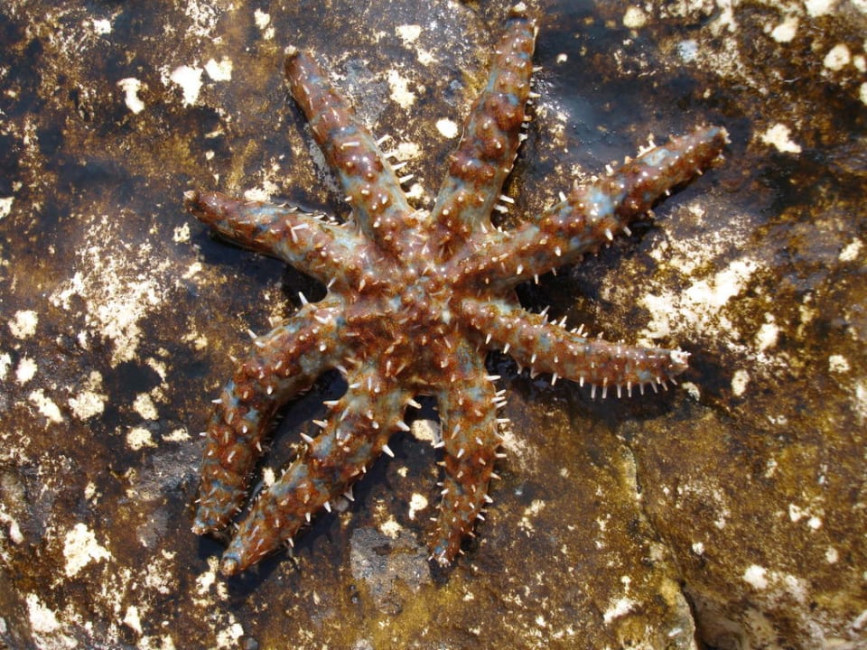 Seestern Wyndham Grand Novi Vinodolski Resort - The View & Family Apartments