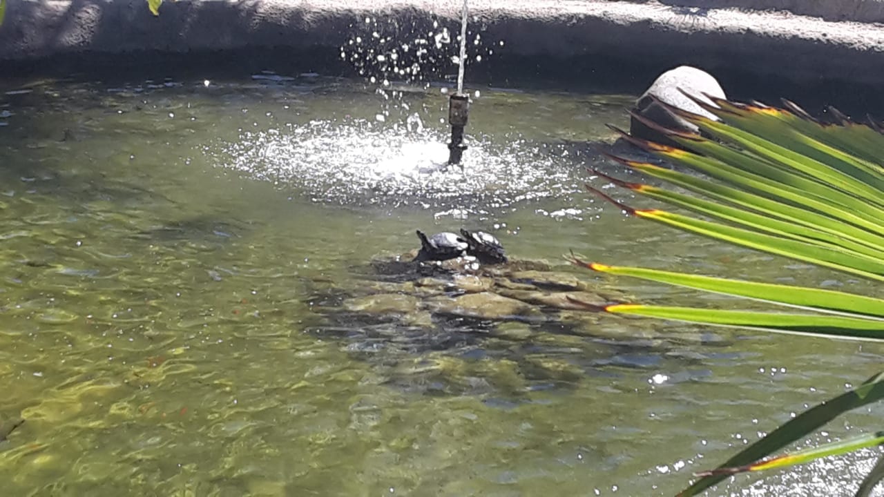 Schildkröten beim Sonnen Barcelo Sancti Petri Spa Resort & Novo Resort The Residence
