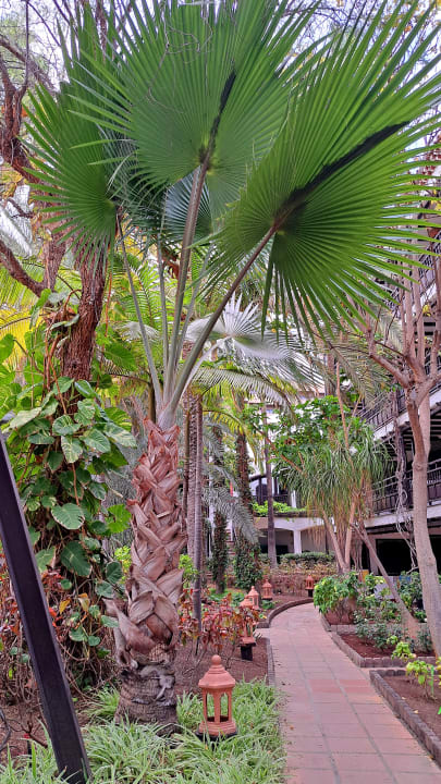 Gartenanlage Hotel Parque Tropical