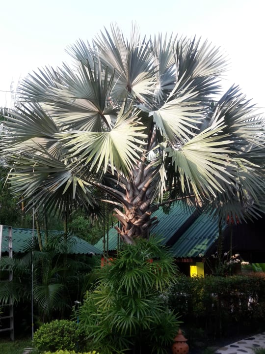 Palme Hotel Sanuk Bungalow