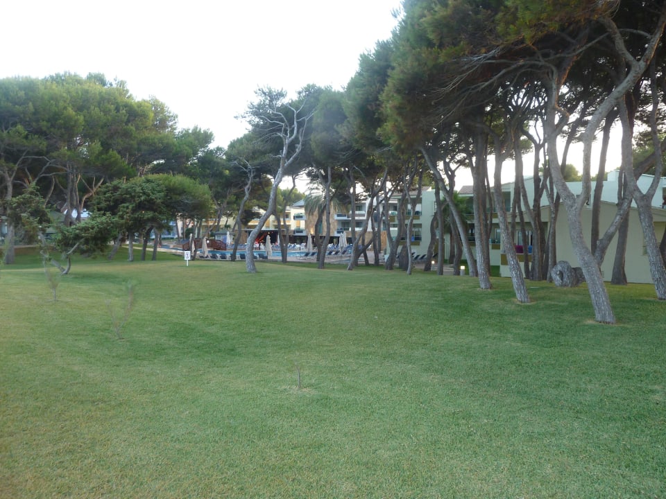 Natürliche Bäume Iberostar Selection Playa de Muro Village