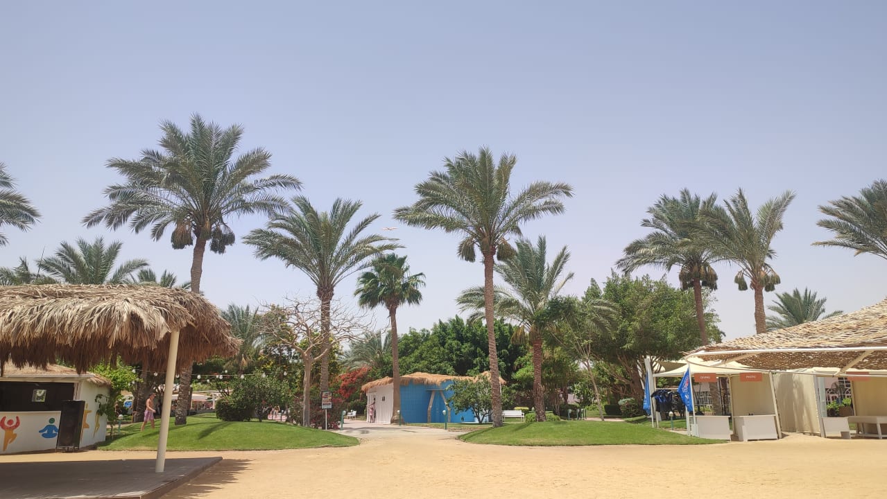 Gartenanlage Desert Rose