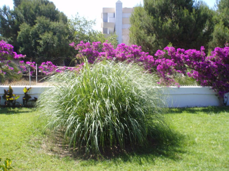 Pflanzenwelt Millor Sol