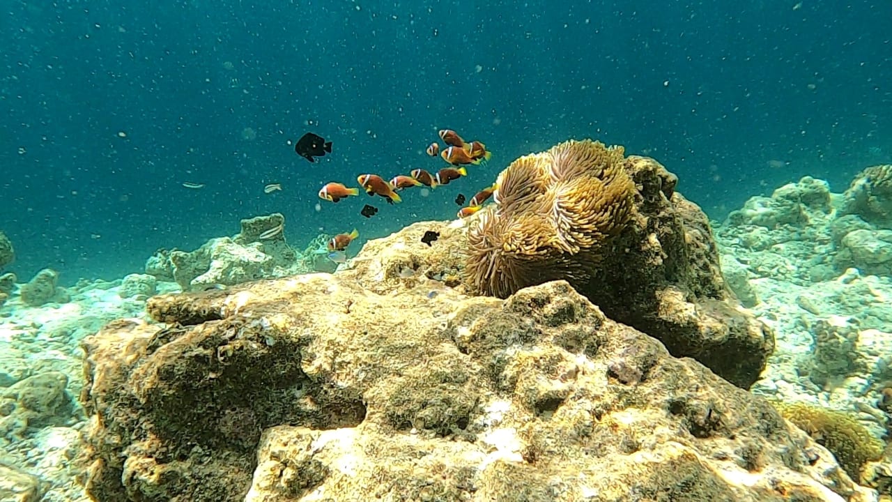 Strand Safari Island Maldives
