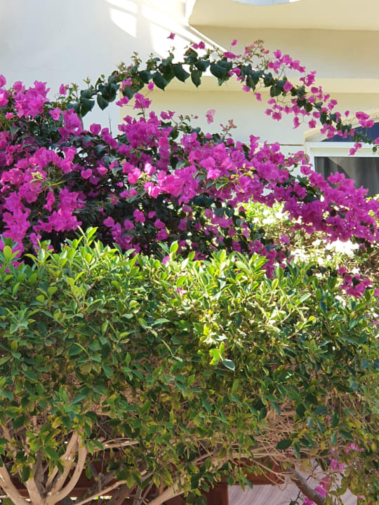 Gartenanlage Bella Vista Resort Hurghada