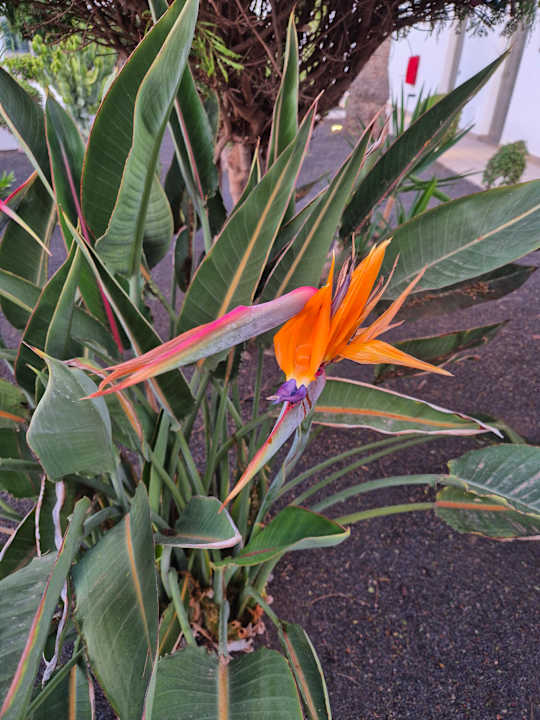 Gartenanlage Hotel Las Costas