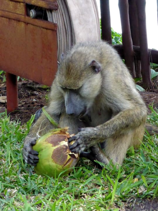 Im Garten  Baobab Beach Resort & Spa