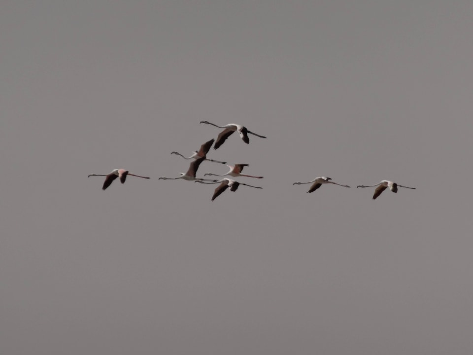 Flamingos Salalah Rotana Resort