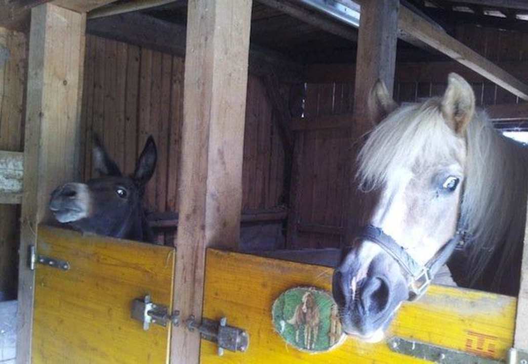 Esel und Pferd Ferienwohnungen Hebesberger