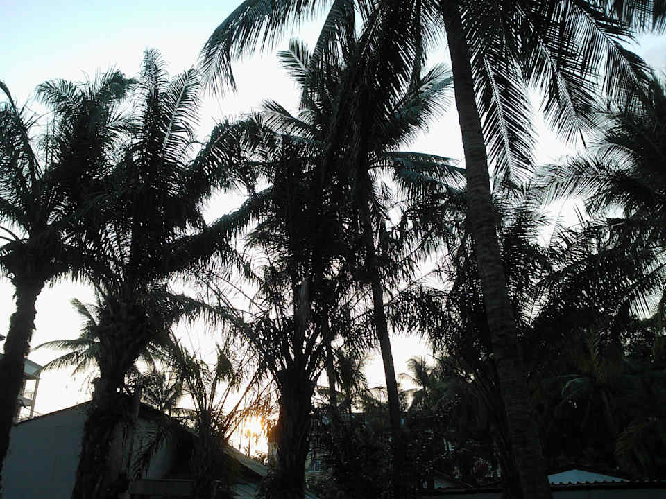 Palmen vorm Zimmer beim Sonnenuntergang Austrian Garden Hotel & Restaurant Patong