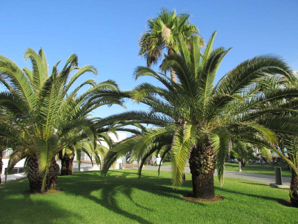 Gartenanlage Hotel Riu Gran Canaria