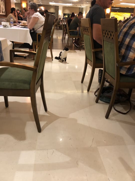Gastro Calimera Serra Palace