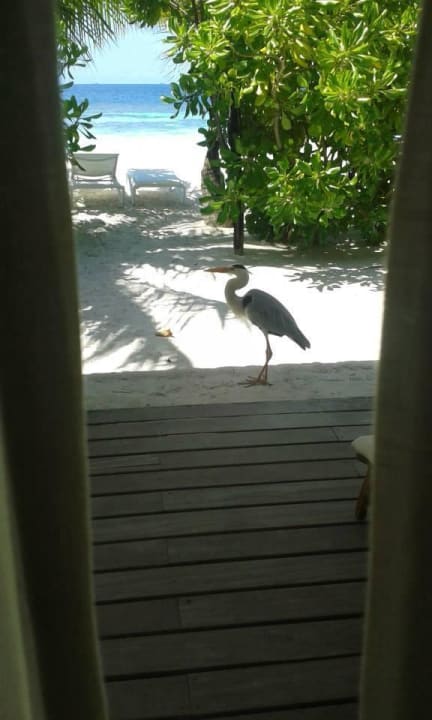 Noch mehr tierische Besucher ananea Diamonds Athuruga