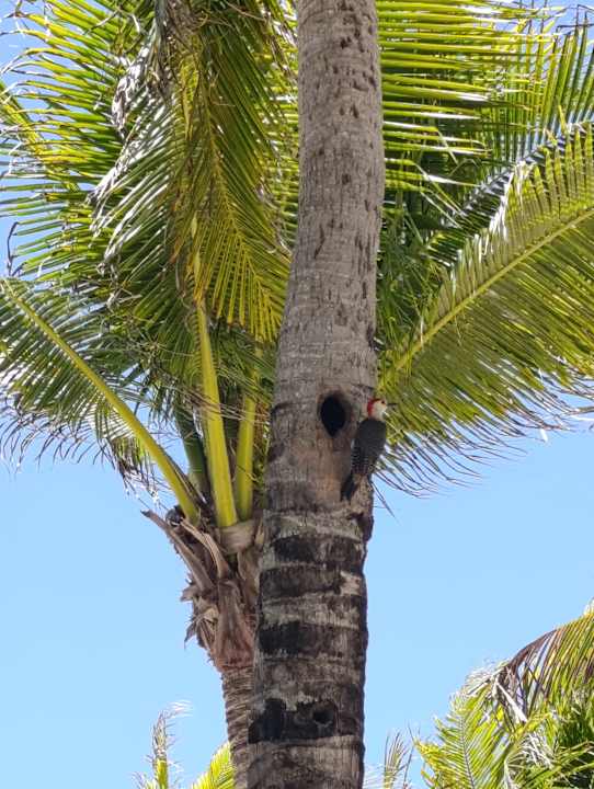 Strand Viva Azteca by Wyndham - All Inclusive Resort