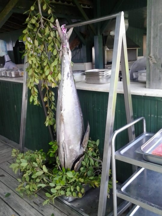 Thunfisch für alle Royal Atlantis Beach Hotel