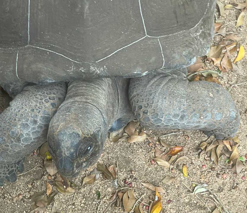Gartenanlage Maritim Resort & Spa Mauritius