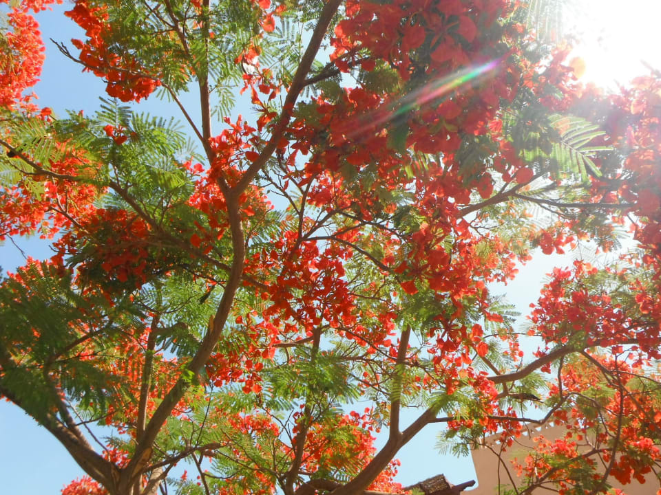 Schöne Bäume Iberotel Makadi Beach