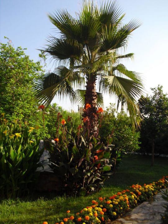 Palmen Greenwood Kemer Resort