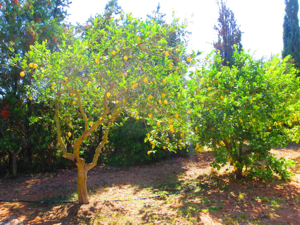 Zitronen- und Orangenbäume auf der Finca Fincahotel Son Baro