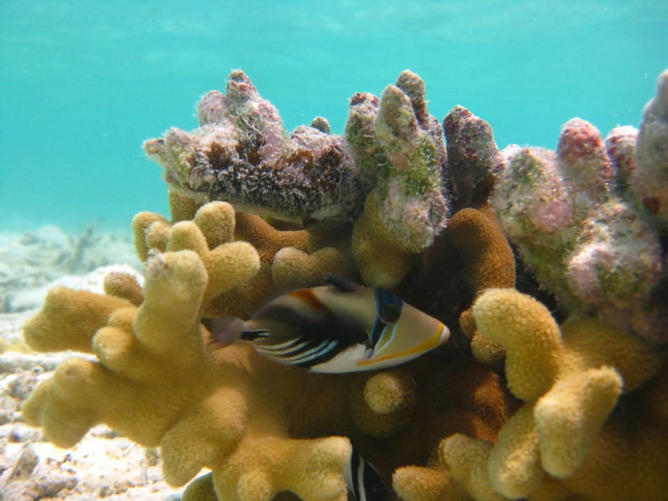 Picassodrückerfisch Summer Island Maldives
