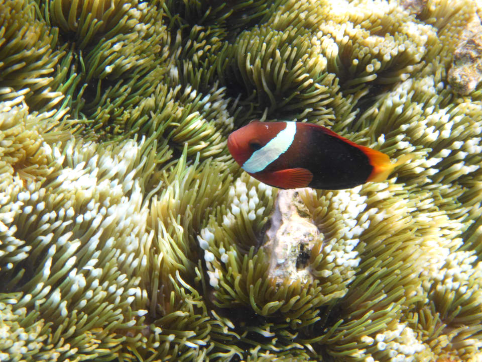 Strand Papua Paradise Eco Resort