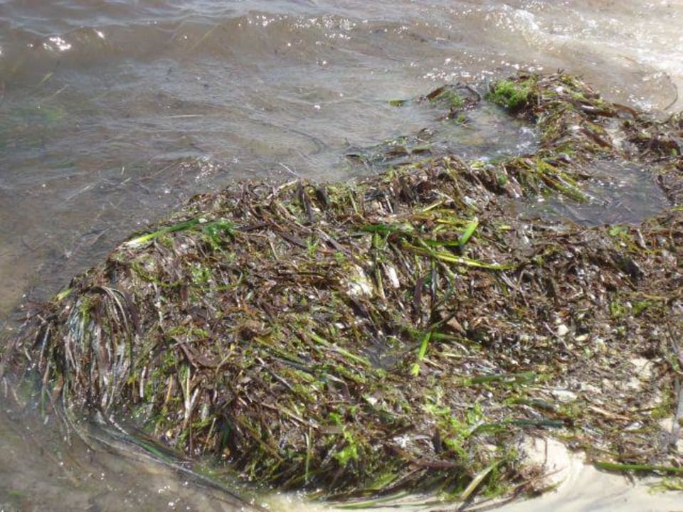 Da soll man schwimmen gehen, nein, ich nicht Marhaba Royal Salem