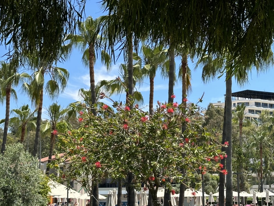 Gartenanlage Arum Barut Collection