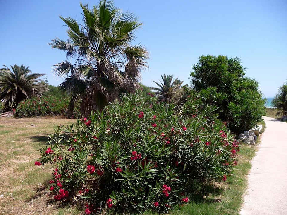 Attalayapark Fuerte Conil-Resort