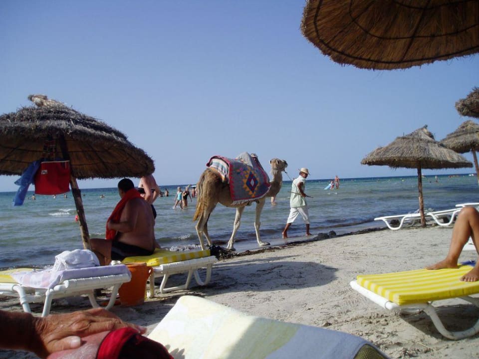 taglicher Vorbeimarsch Palmyra Golden Beach