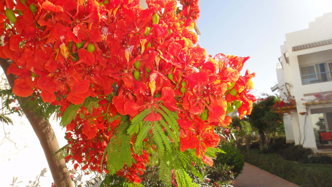 Blütenpracht Lahami Bay Beach Resort