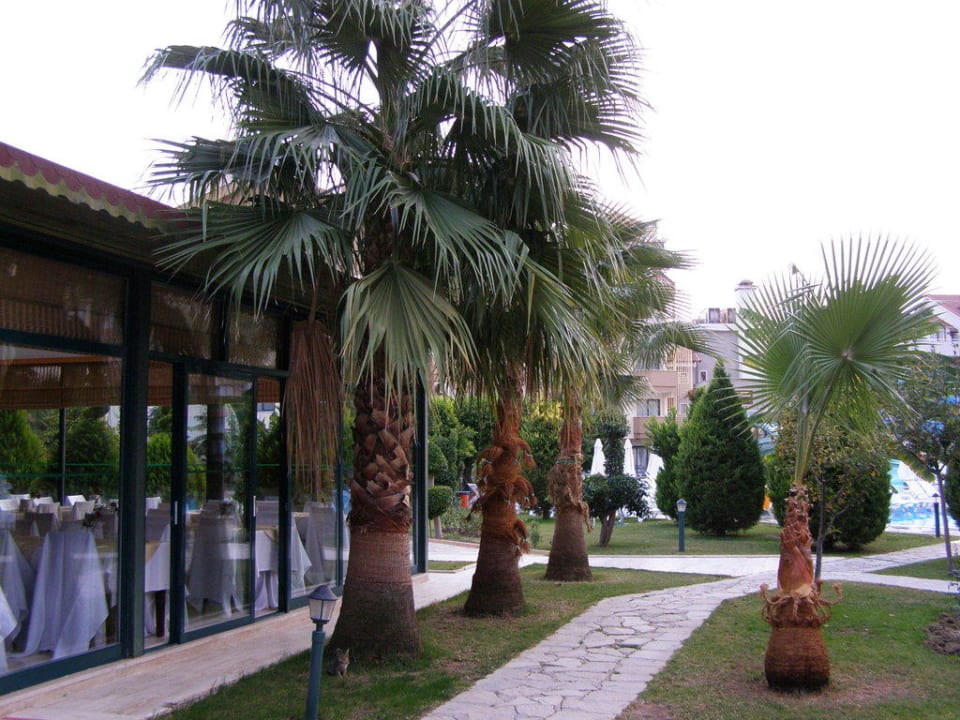 Palmen in der Gartenanlage Grand Seker Hotel