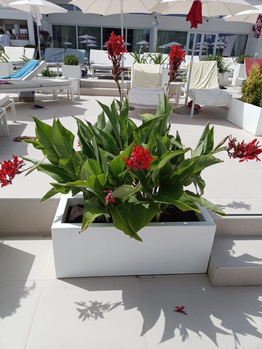 Gartenanlage Valamar Carolina Hotel & Villas