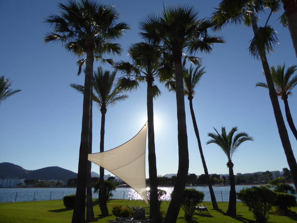 Hotelgarten mit Liegen Botel Alcudiamar