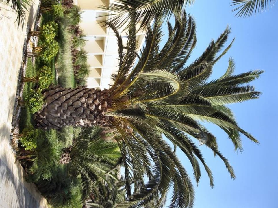 Eine der großen Palmen in der Anlage Sandy Beach Hotel & Family Suites