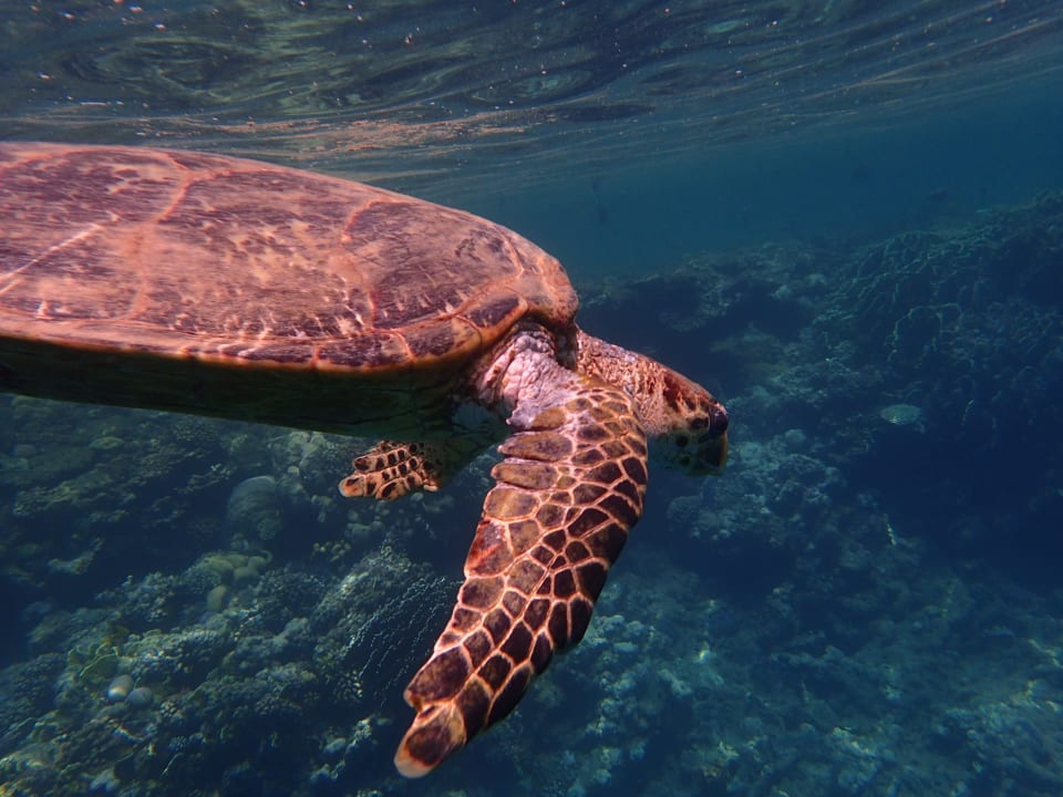 Strand Three Corners Equinox Beach Resort