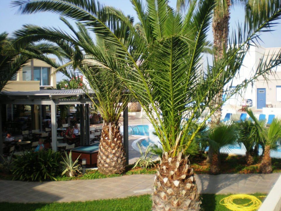 Palmy w ogrodzie Hotel Meropi