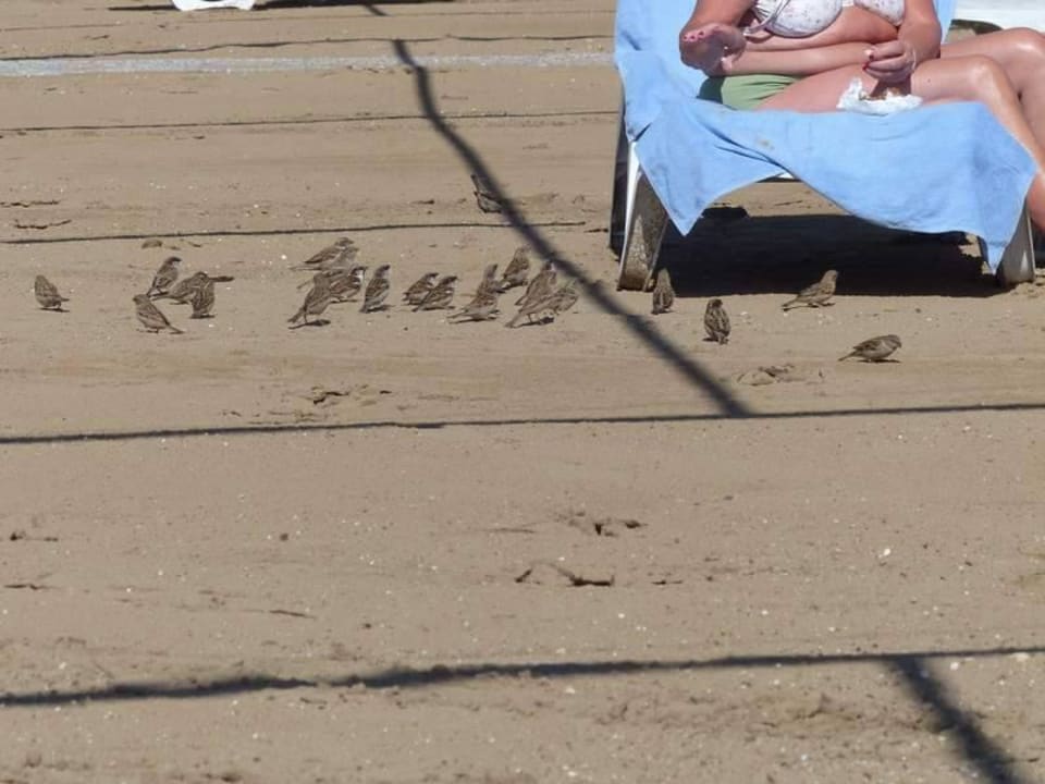 Vogelfütterung Sunis Kumköy Beach Resort Hotel & Spa